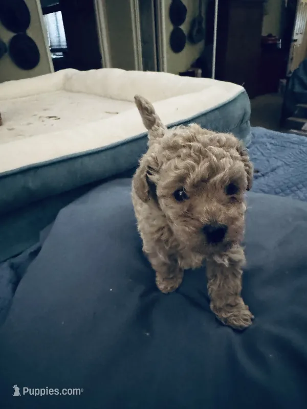 Luna – Poodle - Toy  puppy for sale in Gilroy, CA