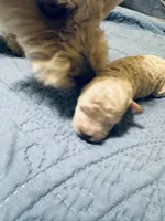 Puna, a female Poodle - Toy  for sale in Gilroy, CA – 2 of 4