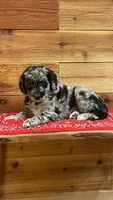Saige, a female Aussiedoodle for sale in Payson, AZ – 2 of 8