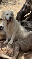 Apple Jack , a female English Cream Golden Retriever for sale in Payson, AZ – 8 of 8