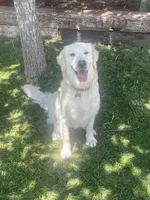 Rainbow Dash , a female English Cream Golden Retriever for sale in Payson, AZ – 7 of 10