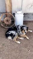 Wrangler, a male Aussiedoodle for sale in Payson, AZ – 6 of 8