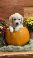 Cherry Spices , a female English Cream Golden Retriever for sale in Payson, AZ – 3 of 10