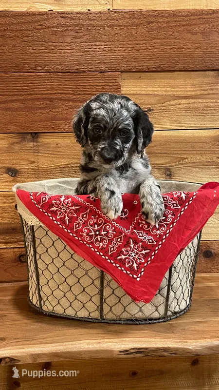 Saige – Aussiedoodle puppy for sale in Payson, AZ