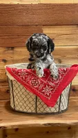 Saige, a female Aussiedoodle for sale in Payson, AZ – 1 of 8