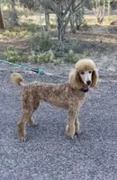 Saige, a female Aussiedoodle for sale in Payson, AZ – 7 of 8