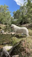 Cherry Spices , a female English Cream Golden Retriever for sale in Payson, AZ – 10 of 10