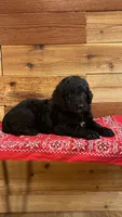 Willow, a female Aussiedoodle for sale in Payson, AZ – 3 of 9