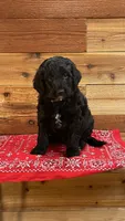 Willow, a female Aussiedoodle for sale in Payson, AZ – 2 of 9