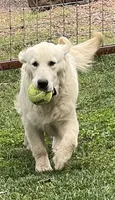 Dutton, a male Golden Retriever for sale in Payson, AZ – 4 of 7