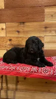 Willow, a female Aussiedoodle for sale in Payson, AZ – 4 of 9