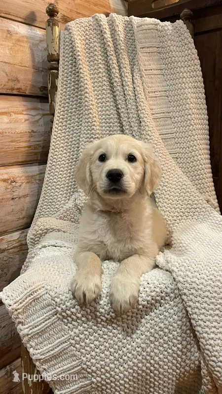 Sunset Shimmer – English Cream Golden Retriever puppy for sale in Payson, AZ