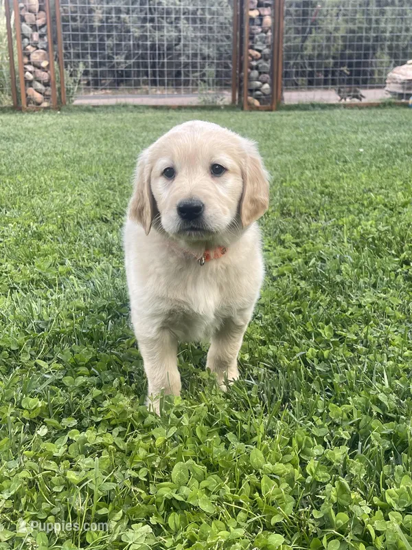 Zuma purebred AKC – Golden Retriever puppy for sale in Payson, AZ