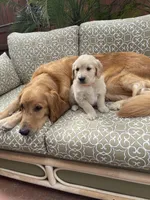 Zuma purebred AKC, a male Golden Retriever for sale in Payson, AZ – Photo 3 of 9