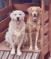 Zuma , a male Golden Retriever for sale in Payson, AZ – Photo 2 of 5