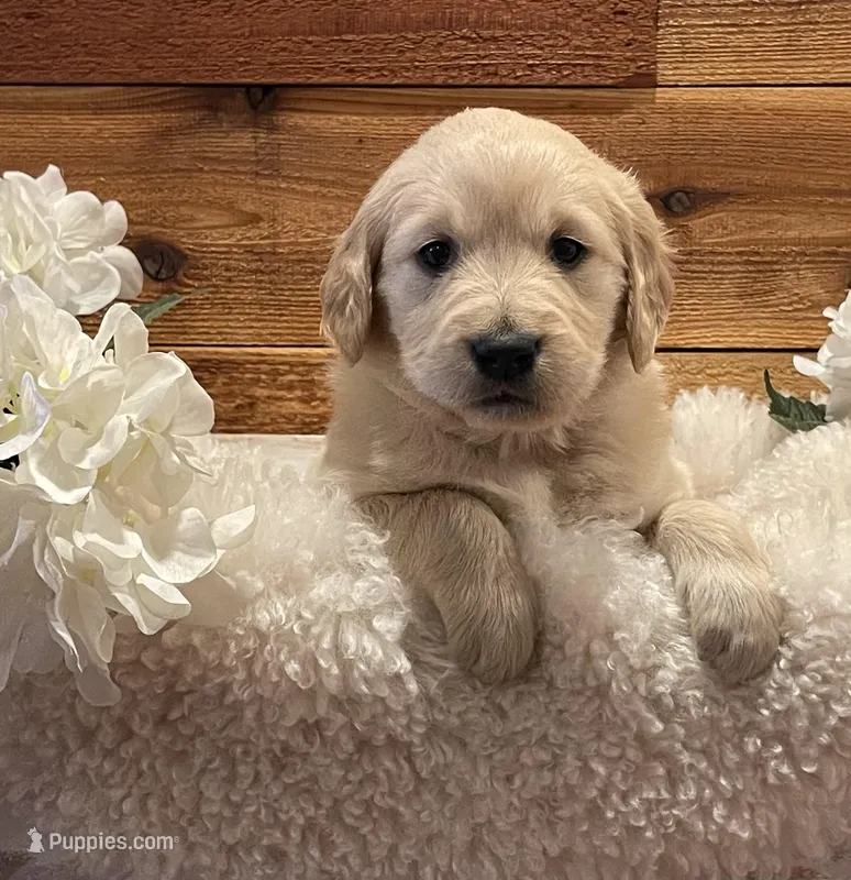 Zuma  – Golden Retriever puppy for sale in Payson, AZ