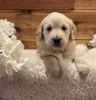 Zuma , a male Golden Retriever for sale in Payson, AZ – Photo 1 of 5