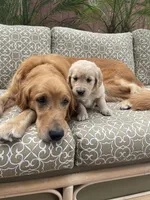 Zuma purebred AKC, a male Golden Retriever for sale in Payson, AZ – Photo 4 of 9