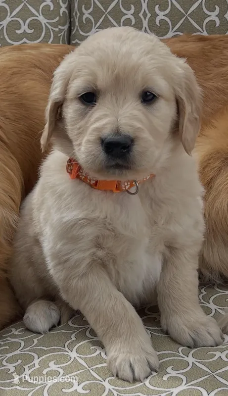 Zuma  – Golden Retriever puppy for sale in Payson, AZ