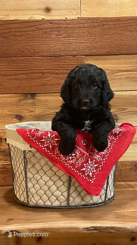 Willow – Aussiedoodle puppy for sale in Payson, AZ