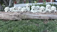 Rainbow Dash , a female English Cream Golden Retriever for sale in Payson, AZ – 4 of 10