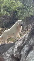Apple Jack , a female English Cream Golden Retriever for sale in Payson, AZ – 6 of 8