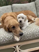 Rubble purebred AKC, a male Golden Retriever for sale in Payson, AZ – Photo 2 of 9