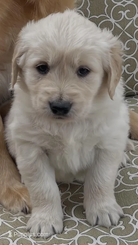 Rubble – Golden Retriever puppy for sale in Payson, AZ