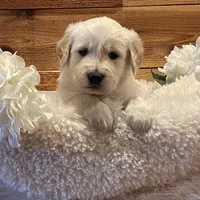 Rubble, a male Golden Retriever for sale in Payson, AZ – Photo 1 of 5