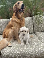 Rubble purebred AKC, a male Golden Retriever for sale in Payson, AZ – Photo 3 of 9