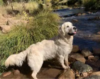 Rubble, a male Golden Retriever for sale in Payson, AZ – Photo 3 of 5