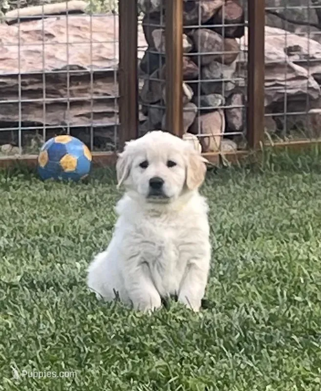 Rubble purebred AKC – Golden Retriever puppy for sale in Payson, AZ