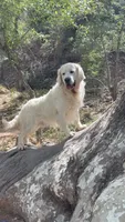 Cherry Spices , a female English Cream Golden Retriever for sale in Payson, AZ – 9 of 10