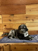 Hooey, a male Aussiedoodle for sale in Payson, AZ – 3 of 9