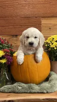 Rainbow Dash , a female English Cream Golden Retriever for sale in Payson, AZ – 3 of 10