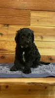 Cinch, a male Aussiedoodle for sale in Payson, AZ – 2 of 9