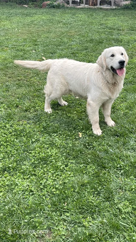 Dutton – Golden Retriever puppy for sale in Payson, AZ