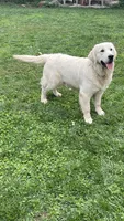 Dutton, a male Golden Retriever for sale in Payson, AZ – 1 of 7