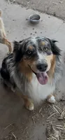 Paisley, a female Aussiedoodle for sale in Payson, AZ – 4 of 8