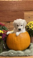 Sunset Shimmer, a female English Cream Golden Retriever for sale in Payson, AZ – 2 of 10