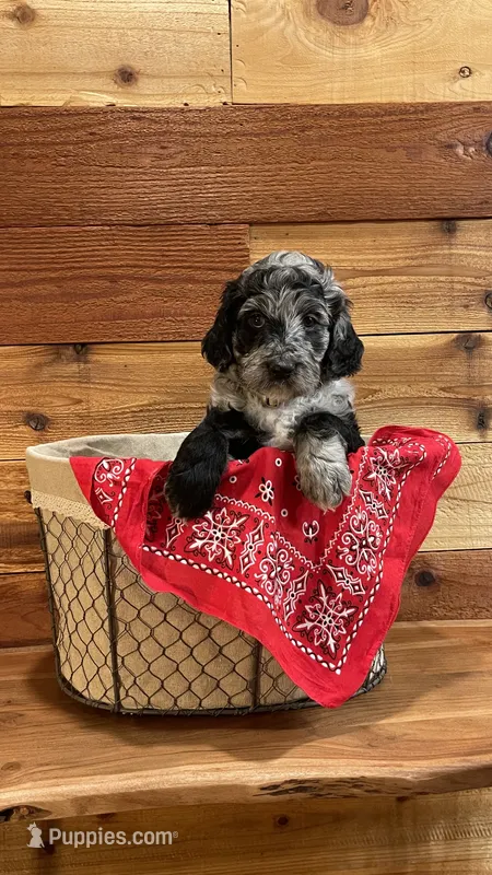 Paisley – Aussiedoodle puppy for sale in Payson, AZ