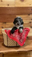 Paisley, a female Aussiedoodle for sale in Payson, AZ – 1 of 8