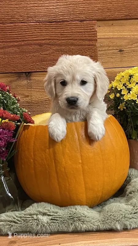 Sunset Shimmer – English Cream Golden Retriever puppy for sale in Payson, AZ