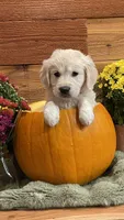 Sunset Shimmer, a female English Cream Golden Retriever for sale in Payson, AZ – 1 of 10