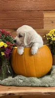 Cherry Spices , a female English Cream Golden Retriever for sale in Payson, AZ – 2 of 10
