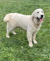 Dutton, a male Golden Retriever for sale in Payson, AZ – 6 of 7