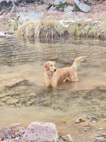 Rex, a male Golden Retriever for sale in Payson, AZ – Photo 5 of 5