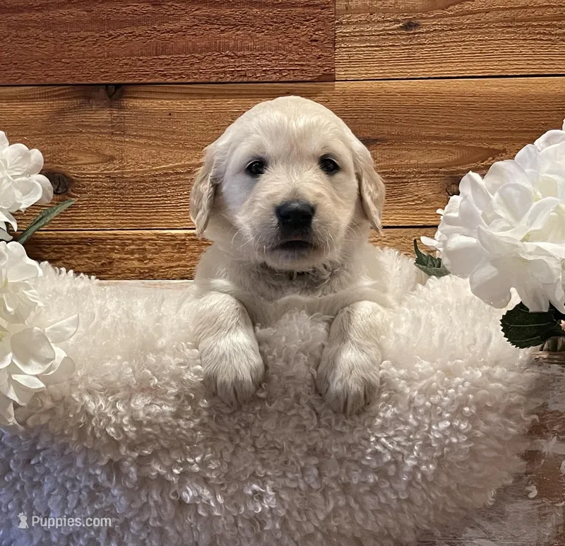 Rex – Golden Retriever puppy for sale in Payson, AZ