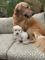 Rex purebred AKC, a male Golden Retriever for sale in Payson, AZ – Photo 3 of 9