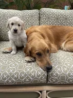 Rex purebred AKC, a male Golden Retriever for sale in Payson, AZ – Photo 2 of 9